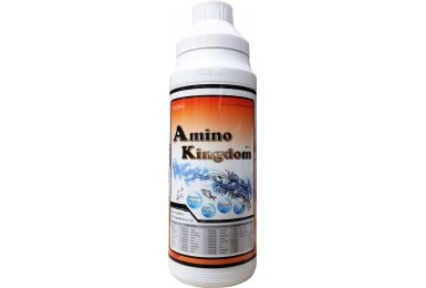 AMINO KINGDOM