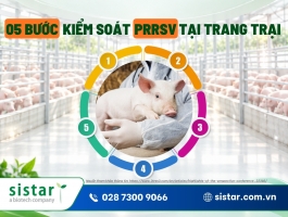 5 bước kiểm soát PRRSV tại trang trại: Từ chẩn đoán đến thực thi nhất quán