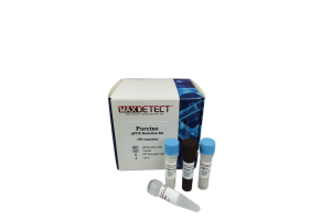 Kit real-time PCR phát hiện DNA lợn