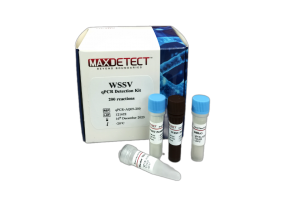 Kit Real - time PCR phát hiện DNA Virus gây bệnh đốm trắng - White spot disease virus  (WSSV)