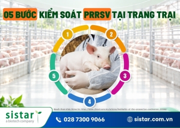 5 bước kiểm soát PRRSV tại trang trại: Từ chẩn đoán đến thực thi nhất quán