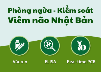 VIÊM NÃO NHẬT BẢN – PHẦN 2: Giải pháp hiệu quả bảo vệ con người và đàn heo