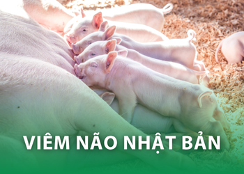 Viêm não Nhật Bản ở heo: Mối nguy thầm lặng và giải pháp phòng chống hiệu quả