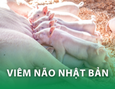 Viêm não Nhật Bản ở heo: Mối nguy thầm lặng và giải pháp phòng chống hiệu quả