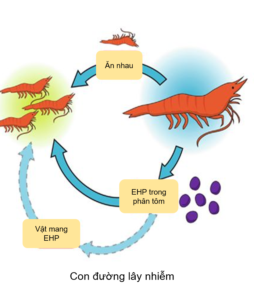 con-duong-lay-nhiem-vi-bao-tu-trung-ehp